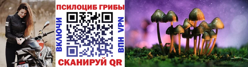 где найти наркотики  Кизляр  shop наркотические препараты  Галлюциногенные грибы Psilocybe 